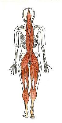 The continuity of muscles up the back and down the legs means that this relationship is given a lot of attention in Bowenwork sessions. Manipulation of these muscles can have a profound effect on the spine and posture.